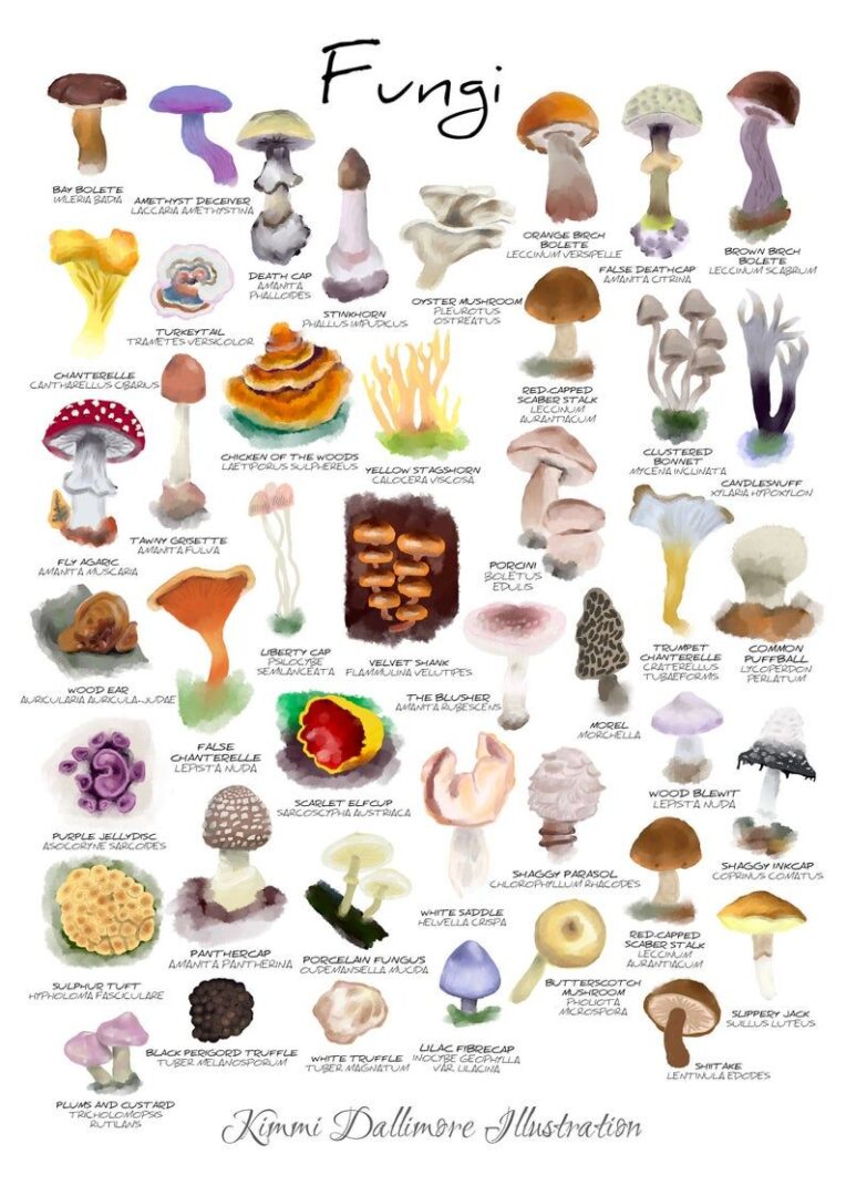 Stylish & Varied Mushrooms