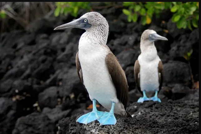 Blue Footed Boobies