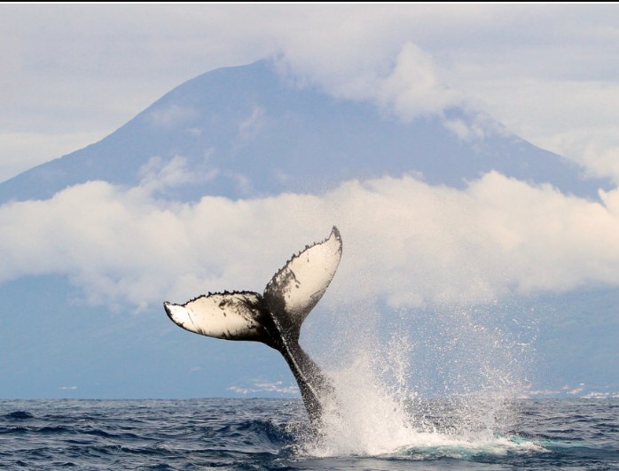 Hump Back Whale off Azores