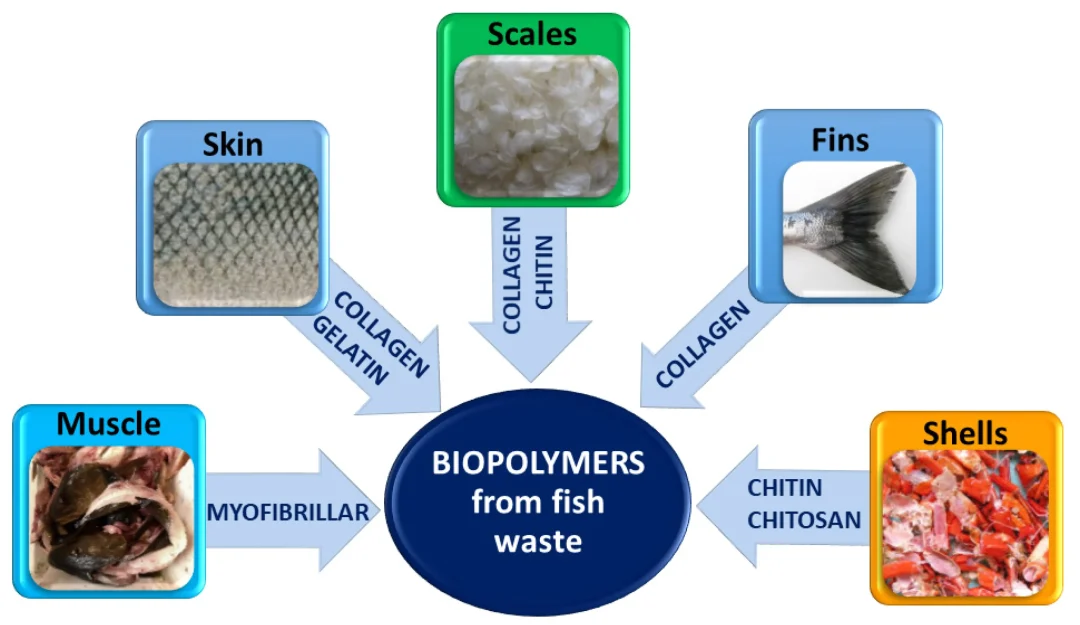 Diagram showing how fish waste such as skins and scales is processed into natural polymers like collagen and chitin, leading to the creation of biodegradable bioplastic materials in a sustainable circular‑economy process.